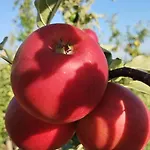ファームステイ Fior Di Campo *