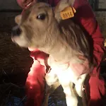 Fior Di Campo ファームステイ ドロネーロ