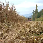 Fior Di Campo *