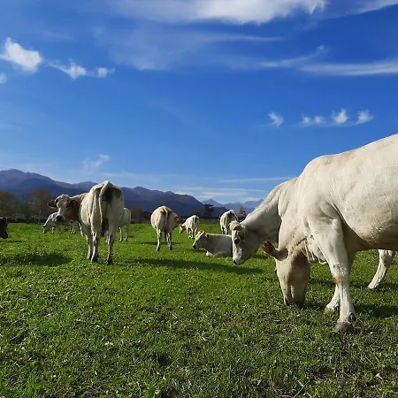 Fior Di Campo *