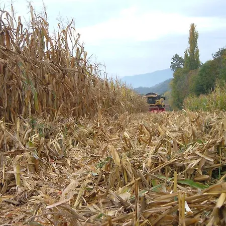 Fior Di Campo *