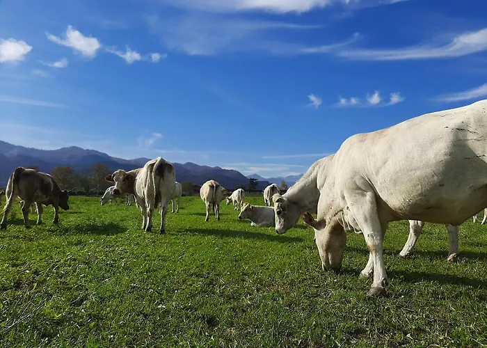 Fior Di Campo *
