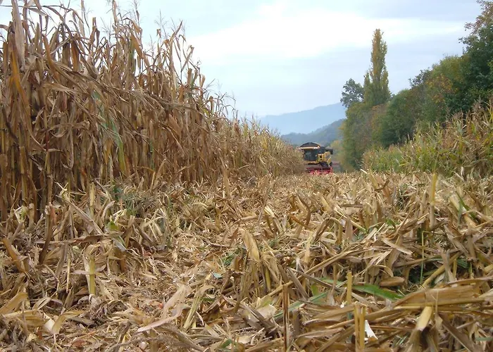 Fior Di Campo *